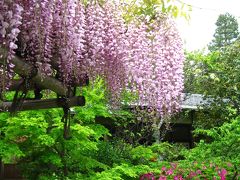 花園　妙心寺塔頭・退蔵院の雅な藤