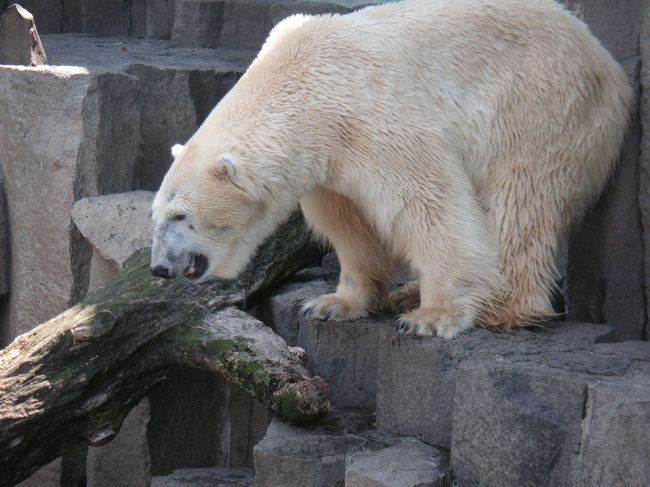 先週末上野散策した際に動物園に来たことがないことに気がつき(!?)<br />さっそく本日上野動物園に行ってきました。<br />行ってびっくり！今年から5/4が｢みどりの日｣になったので、運よく<br />(運悪く？)無料開放日でした。それも手伝ってかかなりの人出....<br />まず駅から出られない！ようやく動物園のゲートをくぐったと思ったら<br />今度は凶器と化したベビーカーの大群に襲われ、早々と退散したの<br />でした(泣)