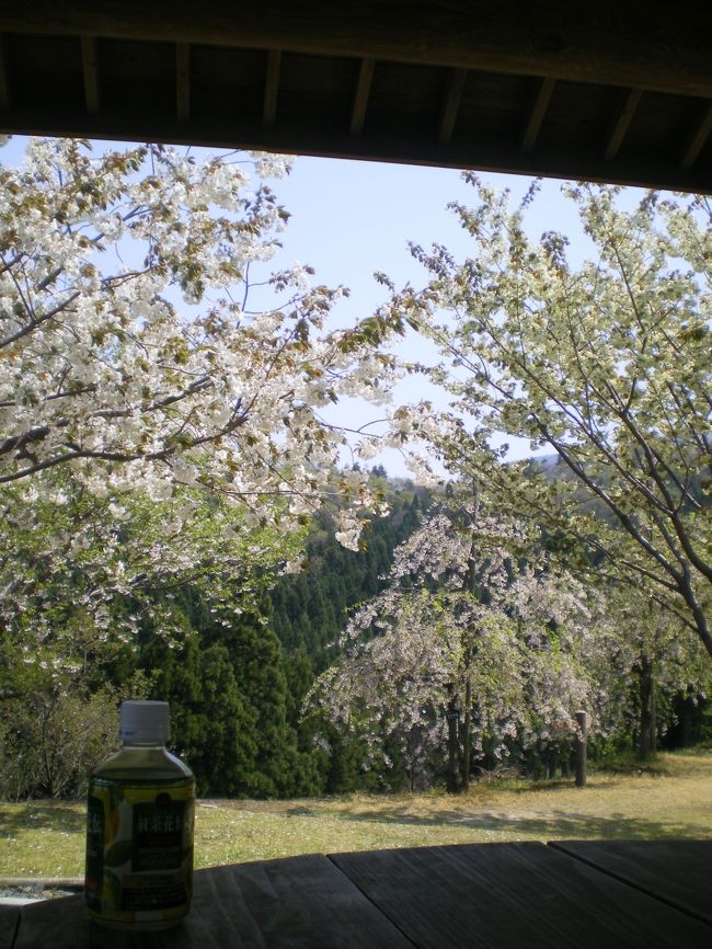 去年初めて行った場所に、今年も行ってみました。<br /><br />１０９種類の桜が２００本近く植えられている公園です。<br />種類が豊富なため、開花時期を気にせずに行くことが出来ます。<br />でも今年は開花が全体的に早いようです。<br /><br />4/29〜30は桜まつり開催ということで、<br />シャトルバスや模擬店などもありました。<br /><br />ただ今回は桜樹林を観にいく目的もあったので、<br />桜公園はほんの少しだけです☆<br /><br />