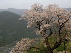 高知の桜　花見行