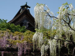 曼陀羅寺公園の藤