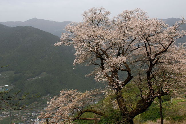 ひょうたん桜の花見は、数年来の念願だった、高知市内の知人からひょうたん桜が満開になったとの知らせに　仁淀川町の桜公園に向かった。<br />ひょうたん桜はつぼみの額の形がひょうたんに似ているところから名がついたらしい。<br />ひょうたん桜のついでに、市川家のしだれ桜　その山奥の中越家のしだれ桜を見てきた。<br />高知県の旧家には、桜の花見の出来る場所があるようだ、来年もぜひ違う桜の花見をしたいものだ。