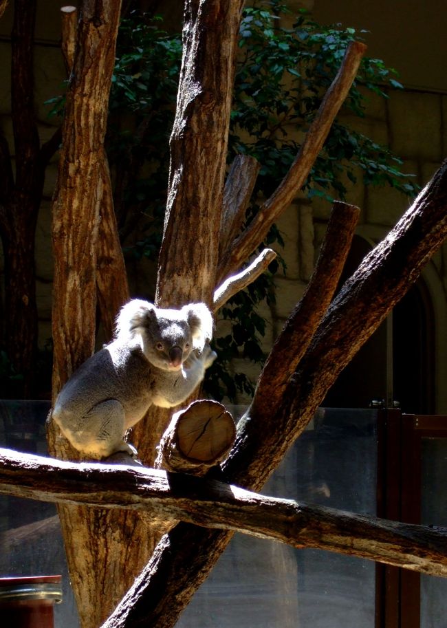 GWのなか日で平日なら人が少ないかな?と期待しつつ、東山動物園に遊びに行ってきました。<br />子供の頃から何度となく訪れた場所なので幼い頃は２週間に１度は行っていたのに、今回は２年ぶりの動物園です。<br />東山動物園は開園70周年記念で“ZOOっといっしょ　体感王国東山　木っといっしょ”という大々的なイベントを2007.3.17-6.3まで開催しています。<br />他の動物園も頑張っているいま、東山も負けられないと走り出した様子。<br />ニュース番組で紹介されていたライオンに大接近できるワーオチューブは１時間半待ちで見れず、コアラが生活する森を散歩できるイベントも土日のみで体験できませんでしたが、今回は珍しく起きて動くコアラを鑑賞することができました！<br />東山動物園のコアラはガラス越しにいつでも見学できますが、コアラはいつも睡眠中で動いている姿を見れる事は滅多にありません。<br />食事時間だったらしく、すごく活発な可愛い姿を収めてきました。