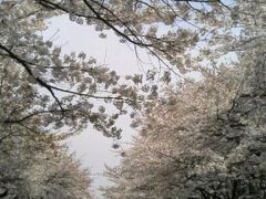 上野公園で花見～韻松亭で「お花見弁当」