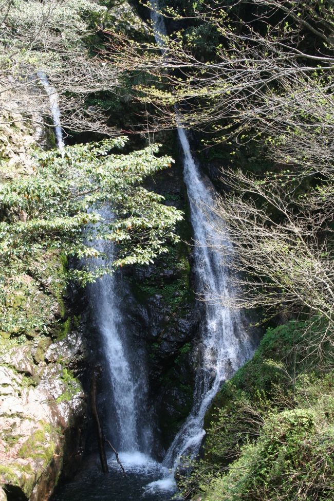 昨秋の<br />蓬莱山・悲哀伝説の小女郎ヶ池めざして<br />のハイキング時に<br /><br />http://4travel.jp/traveler/hannari/album/10097398<br /><br />時間の都合で「いや、チョットは筋肉痛もアリで（苦笑）」<br />諦めた夫婦滝ハイキングコースを<br />花々が咲き始める春を待ち<br />歩いて来ました。<br /><br />