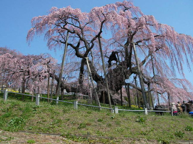 ＊只今「ひろ★ひろ」は『頑張れ！』『応援してます♪』等の言葉に願いを込めて福島を応援しています！<br /><br />この旅行記は数年前のものですが、今一度励ましの意味も含めて再編集したものです＊<br /><br />樹齢１０００年！<br /><br />福島を代表するとも言うべき「三春の滝桜」のです!!<br /><br /><br />
