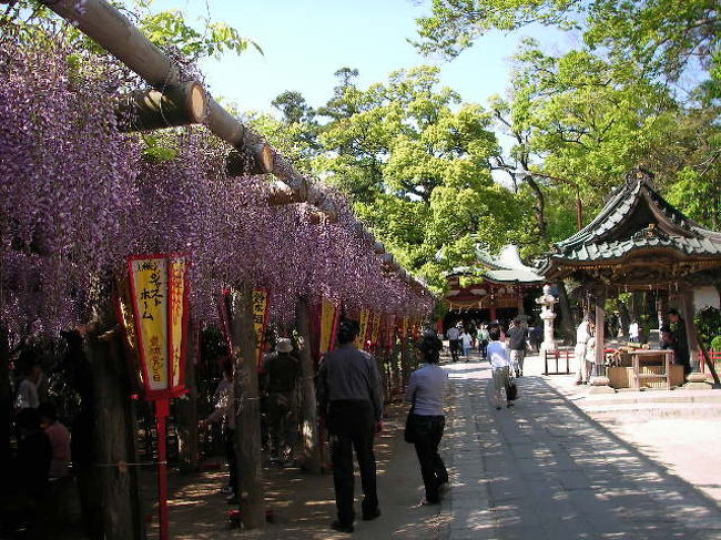 以前紹介した「久伊豆神社」の藤もＧＷ中に見事に咲いたよ(*^-^*)<br /><br />地元の風景を送ります♪<br /><br />