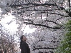 やすらぎ提の桜