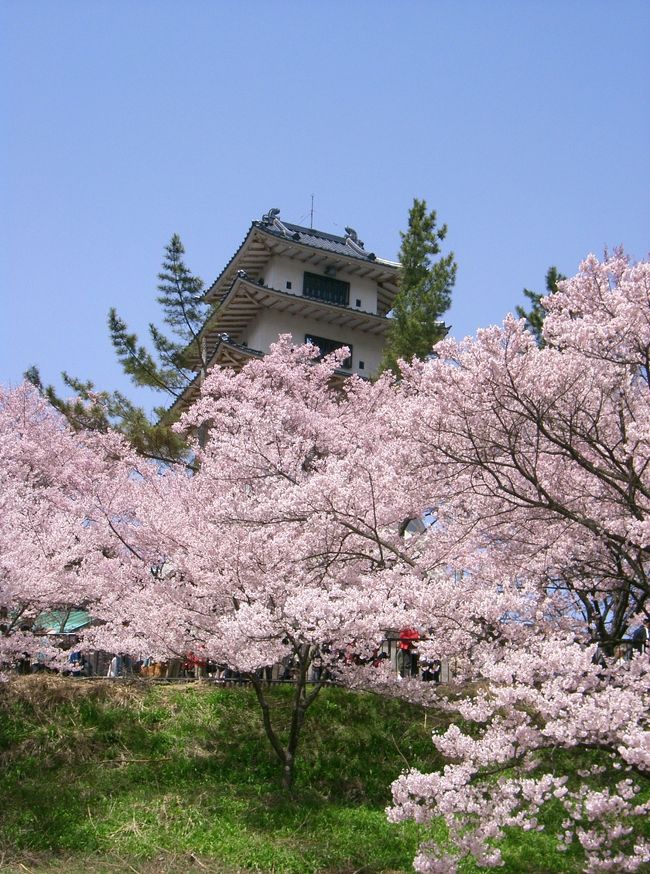 高遠城址公園でお花見をしました。<br />高遠小彼岸桜は南向きは満開で一面桜色の世界でした。<br />公園もこじんまりとしていて、お花見には最適でした。