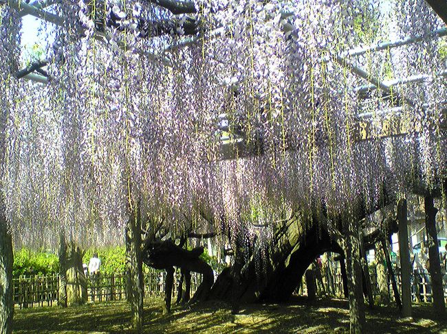 騎西 玉敷神社の藤 行田 羽生 加須 埼玉県 の旅行記 ブログ By 明日葉さん フォートラベル
