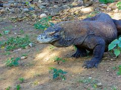 インドネシアの扉　コモド諸島　コモドドラゴン★