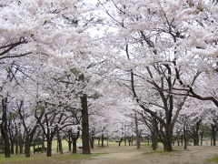 桜咲く新潟