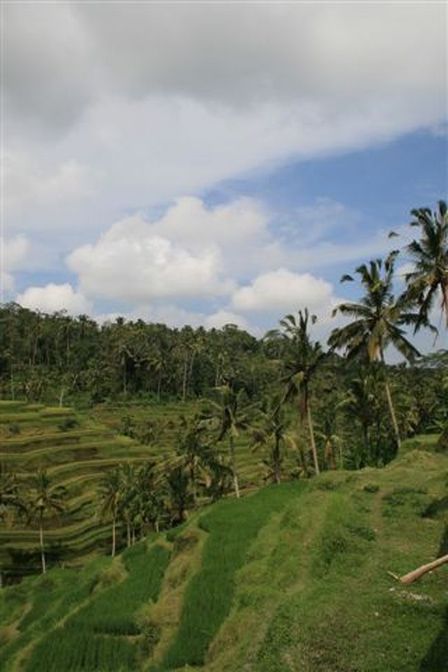 Ubud,Bali,Indonesia<br /><br />4泊6日でバリ島へ。<br />３日目は某旅行会社のバスでまたまたウブドへ。<br />次回はウブド滞在ですな。<br /><br />1日目：BALI ZOO,YEH PULU,Goa Gajah,Kecak Dance,Jimbaran<br />2日目：Ubud Hiking<br />3日目：Ubud トゥガラランのライステラス<br />4日目：Seminyak Shopping