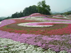 ◎高崎◎　みさと芝桜＆鼻高公園菜の花　◎