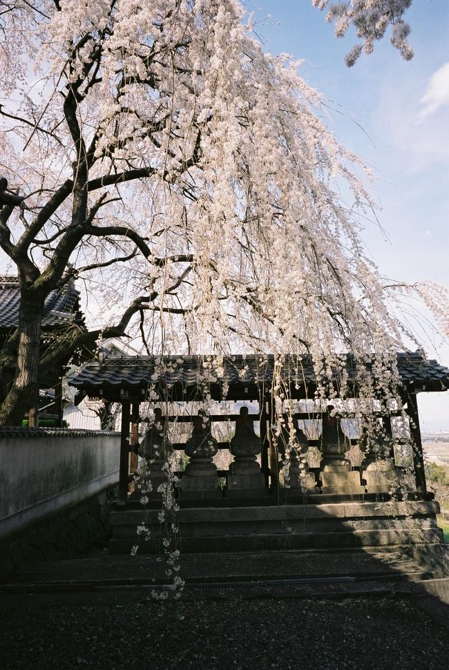 今日は予定はありません。ネットで調べた長野市内の桜を見に行くことにしました。せっかく松本にいるので、開智学校に行くことにします。途中、松本城前を通ると奇麗だったので予定を変更して松本城を再散策することに。１時間ほど見て回ってから、開智学校に行きました。それから長野市内に向かいます。途中、大王わさびの看板を見つけたので、またまた寄り道しました。次に長野を通り過ぎ、信州新町でジンギスカンを食べることにしました。過去２度行きましたが、２度とも店が開いていなかったお店で、３度目の正直でやっと食べられました。それから、長野市内に戻り、光林寺へ行きました。ここの枝垂桜はすごく立派で奇麗でした。個人的には今回の旅での一番の桜でした。次に典厩寺に行ってみましたが、桜は終わっていて、松代城址に行きました。夜にはイベントがあるようでしたが、最後に上越の高田公園の桜を見る為に、長野を離れました。２０時前に高田公園に到着できて夜桜を見ることができました。三大夜桜の一つだそうです。すごい人でした。