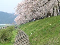 東北三大桜ぶっこぬきツアー　その２（さくらとうしの日）