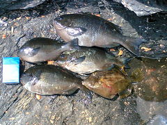 ★約３ヶ月ぶりの「大分県の磯」へ"梅雨グロ釣行"・・・の旅。