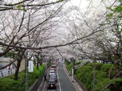 「桜坂」のさくら坂　2007春