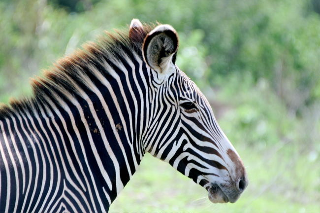 <br />先ずは、サンブル国立保護区（Samburu National Reserve )のサファリ。<br /><br />アフリカでサファリをした方々には釈迦に説法だが、そもそもゲームハンティングの獲物としての大物５であるライオン、ヒョウ、バッファロー、サイ、ゾウの５種類の動物をビッグファイブと言い、今では観光サファリの目玉となっている。<br /><br />ところが、サンブルには「サンブルのビッグファイブ」と呼ばれる他では見ることが難しい５種類の動物がいる。<br />それは（前述したが）、グレイビーゼブラ、オリックス、ゲレヌク、ソマリダチョウ、それにアミメキリン。<br /><br />さて、何が見られるのかサファリに出発。<br />おっと、サファリとは元々スワヒリ語で「旅行」という意味だそうなので、「旅行先の旅行に出発」と言ったところだ。<br /><br /><br />表紙写真　シャープなストライプの「グレイビーゼブラ」