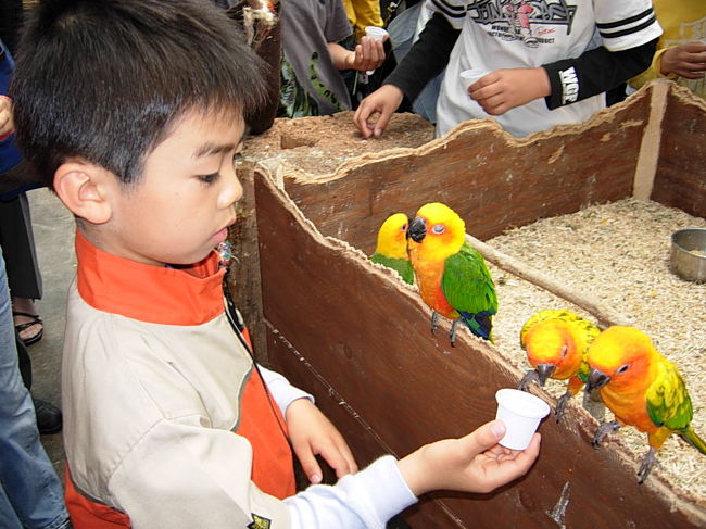 神戸空港近くにある　神戸花鳥園。<br /><br />期待はしていなかったにもかかわらず <br />園内には珍しいお花などたくさんあり <br />鳥のふれあいゾーンと呼ばれるところには <br />珍しい鳥が　いっぱい！<br /> <br />そして　文字通り鳥とふれあうことができるんです！ <br /><br />入場料は大人1500円(中学生以上)と決して安くはないのですが <br />65歳以上の方は　身分証明できるものがあれば <br />1000円になります。 <br />小学生は700円。<br /><br />そしてJAFの会員の方であれば割引あり！ <br />会員の方は是非提示してくださいね。<br /><br /><br />今の時期はちょうど　菖蒲がとってもきれいでした。 <br /><br />テーブルと椅子がたくさんあり休憩しやすい環境にはあるのですが 気をつけなければいけないのは　食べ物の持ち込み禁止です。 <br /><br />見つかれば没収！ <br />帰りには返してもらえそうですが　できれば園内で販売されている お弁当もしくは　バイキング料理を楽しんでください。<br /> <br /><br />園内では100円で餌付け用の餌が販売されています。<br /> <br /><br />餌があるほうが鳥たちも手に乗ってくれやすいし <br />是非購入して　鳥たちと触れ合ってみてください。 <br /><br />珍しいところでは<br />snowy owl(雪のようなふくろう）真っ白で　結構大きくて <br />じ～っとこちらを見て又目をつぶり。賢者って感じがしました。 <br /><br />ハリポタを思わず思い出してしまいました。 <br /><br />色々なゾーンにわかれていて　それぞれ楽しめるのですが　中庭池のようなところには　カモ　白鳥　そしてふと見上げたら <br />そこには　立派な孔雀が・・・こんな身近に孔雀を見ることはなかったので思わず見とれちゃいました。 <br /><br />ほかにも　ペンギンと一緒に写真をとったり　ふくろうとかの <br />ショーを(時間制）楽しんだり。 <br /><br />もちろん　お花もたくさんでとてもきれいなところでした。 <br /><br />GWとかじゃなく　できればもう少し人が少ないときを狙って <br />行ってみたいな～～～ <br /><br />私の写真は<br />http://horo41.blog87.fc2.com/<br />にもアップしています。よろしければご覧下さい！<br />