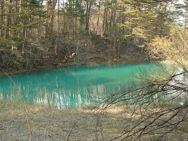 磐梯山が1888年に噴火して、沢山の沼が出来たそうです。<br /><br />それぞれ色の違う10数個(?)の沼を見ながら、4キロ弱<br />の散策路を歩く予定が・・・<br /><br /><br />夕方4時ごろに到着しました。<br />丁度太陽も傾き掛けていたので、沼の色も日中とは違うのでは?と期待して散策開始。<br /><br />同じ沼でも、見る角度によって色の濃淡が違ったり<br />と、じっくり回っていたところ・・・<br /><br />だんだんと影が長くなり、半分も歩かないうちに引き返すことにしました。<br />満車だった駐車場も残り数台となり、お土産屋さんも閉まっていて(>_