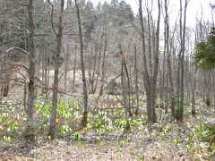 山寺と蔵王温泉の水芭蕉