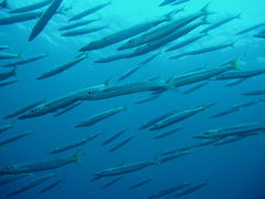 タイ、シミラン・ダイブクルーズ