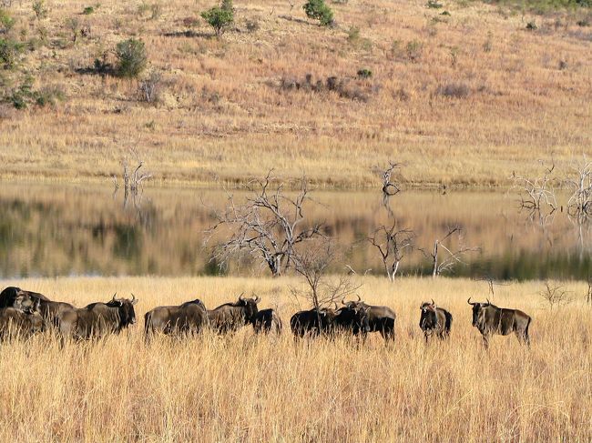 7月の時期に南アフリカのピーランズバーグ国立公園に行きました。<br />ヨハネスブルクからクルマで3時間程度のところにサンシティというカジノを備えた町があり、隣接する形でこの国立公園があります。公園の大きさは20キロ四方くらいで、ほどよい広さのため野生動物に遭遇する確率は極めて高いです。行ったのは7月の冬場で植物が枯れている時期だったので、動物ウォッチングには最適の季節でした。<br /><br />ちなみに冬といっても日中の気温は20℃を超えるため昼間は半袖で平気です。しかし、動物が活発に行動を始める夕方から夜にかけては急速に気温が冷え込むため、暖かいジャンパー等があったほうがいいと思います。<br /><br />園内はレンタカーで走行することも可能ですが、所定の場所以外でクルマから降りるのは禁止。いつなんどきライオンが襲ってくるかわからないためです。広大な草原の草むらの色とライオンのタテガミって実によく似ていて、至近距離10メートルでもわかりにくいものなんです。「あそこにライオンがいるよ」と地元の人に言われてもなかなかわからず、よくよく覗き込んだらこちらを睨んでいたのがわかってビックリ！<br /><br />ちなみにライオンは年によって頭数が増えたり減ったりするんだそうです。つまりライオンが少ない時期は草食動物が増える　→　このためライオンにとってのエサが増えることでライオンが増える　→　乱獲によって草食動物が減ると、ライオンも餓死して頭数が減る　のサイクルが繰り返されるということでした。当たり前のことなのかもしれませんが、私にとっては大きな発見でした。私が行ったときに見たライオンは2頭だけ。他にもいたみたいでしたが、これから増える時期になるということでした。<br /><br />園内を回っていて驚いたのは鹿の種類の多さ。インパラに始まって、スプリングボック、クドゥ、ブッシュバック、オリックス、イーランドなどいろんなタイプのものがいました。あと驚いたのは40頭を超すばかりのゾウの大群。バッファローやら鹿などの群れなら、北米でも見たことがありますが、ゾウともなるとさすがはアフリカと圧倒されてしまいました。<br /><br />ピーランズバーグ国立公園からヨハネスブルグまでの帰り道にブリッツという小さな町があって、ここで民芸品を買うとメチャ安です（ヨハネスに戻ると10倍の価格に跳ね上がるので、田舎町で買っておくことオススメ）。<br /><br />ヨハネスブルグの都市部は治安が極めて悪いから、あまりブラブラ歩かないほうがいいです。近隣の家のフェンスには高圧電流が流れていて、まるでジュラシックパーク状態。もちろん泥棒よけです。（ちなみに、あとになって知りましたが、ブラジル/サンパウロの治安はこの比ではないくらい悪いです。）