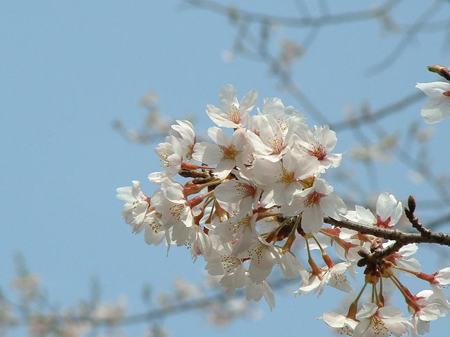 春の奈良へ<br />桜といえば吉野が有名ですが長谷寺の桜も見事でした。