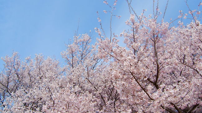 ちょっと古い話になりますが、<br />日本三大桜の名所のひとつ、長野県は高遠へ日帰りで行ってきました。平日の朝8時に現地着というのに、観光客でごった返す城址公園にびっくり。<br />NHK風林火山の影響からか、あちこちに信玄や勘助の文字が。<br />桜だけではもったいないので、その後風林火山撮影セットへも足をのばして、大興奮の一日でした。