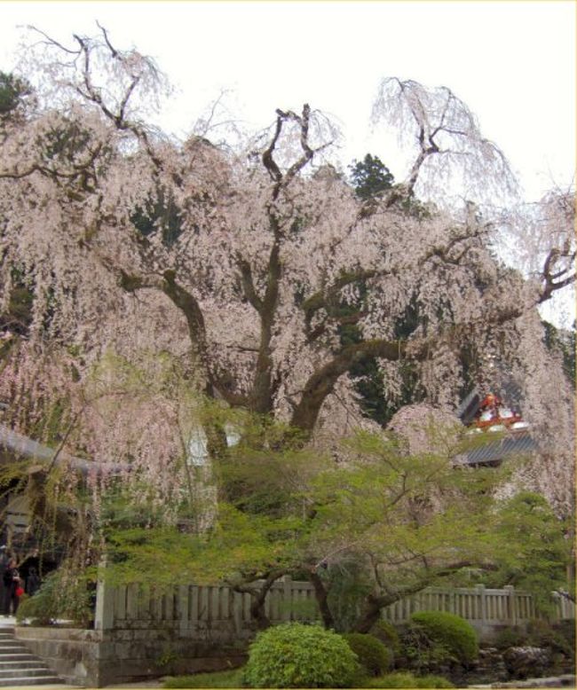 山梨県身延山にあるしだれ桜を見てきました。