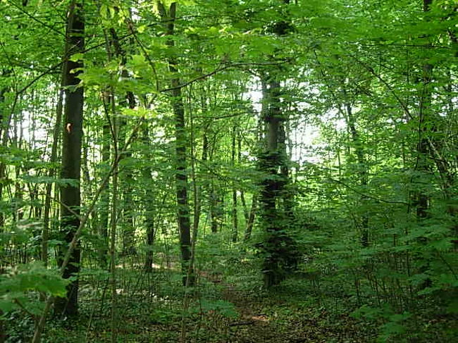 フランス00キロの旅１０ ブローニュ パリ フランス の旅行記 ブログ By 緑子さん フォートラベル