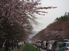 静内二十間道路の桜並木　道民お花見大移動