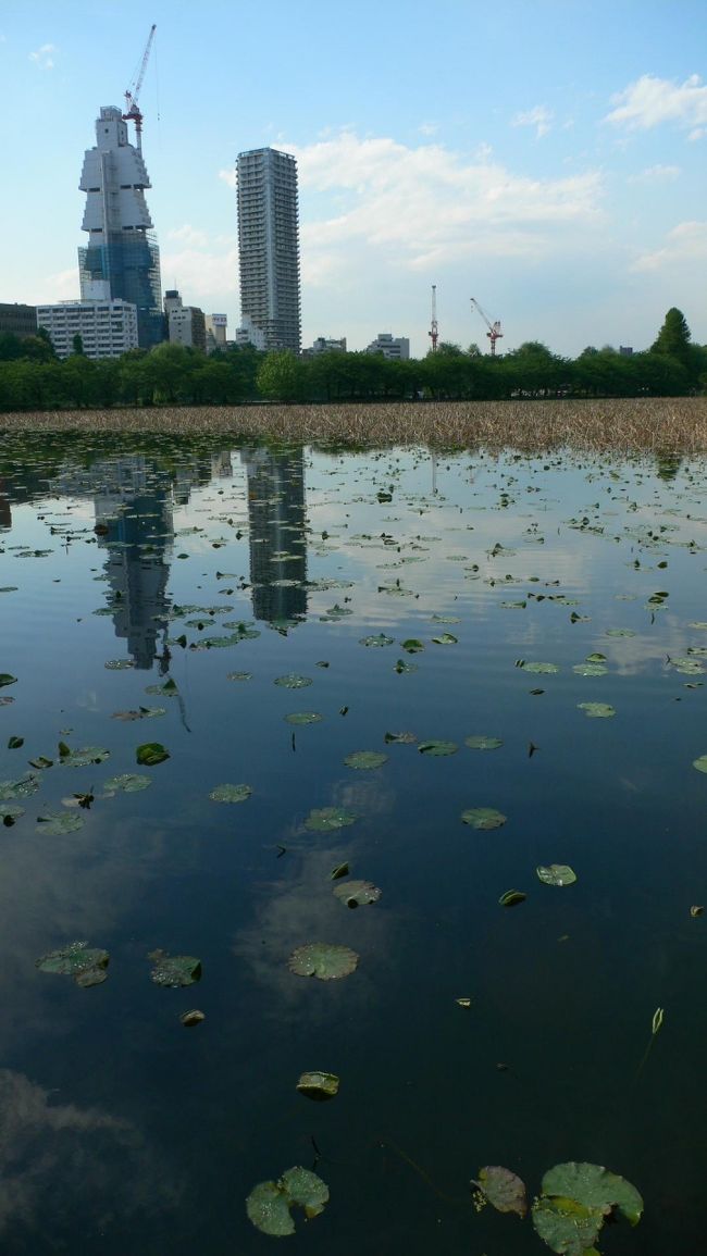 　　　朝のうちは天気がよかったけれど，昼前には大雨が降り，その後持ち直したが，またまた空が暗くなるなど，不安定な一日だった。<br /><br />　　　５月も半ばの不忍池には，もうカモの仲間は北に帰ってしまい，水鳥の姿はチラホラ。<br />　　　池の向こうの目立つ姿のホテルは改装中だ。<br />　　　弁天堂のそばにはカワウが４羽。時期になれば，動物園の池に大量のウが集って，困ったもんだということになるのだろう。