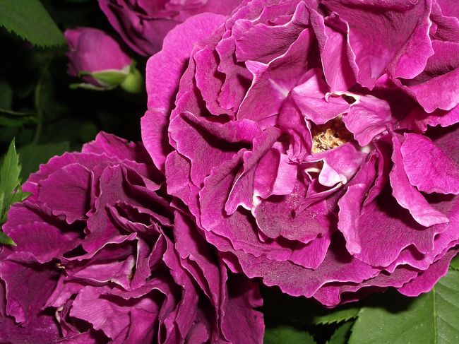 国際バラとガーデニングショウに出掛けてきました。<br /><br />今年は、５月１６日〜２０日まで、グッドウィルドーム（西武球場）で開催されています。<br /><br />薔薇のお好きな方、お花が好きな方、どうぞご覧ください！