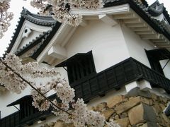 彦根城へ桜を観に