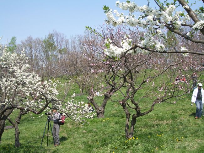 本州では、梅は2月、桃は3月、桜は4月と順を追って咲くのでしょうね。花はそれぞれ咲く時季を知っていて、<br />　（ある程度の気温が保たれると、開花するだけですけど）<br />その時季に美しく咲き乱れるのですが、北海道はちょっと順番が違うようです。というか、<br />一気に百花繚乱と相成ります。<br />桜姐さんが散りかけてくる頃、バトンタッチした小梅ちゃんが<br />パアァッと咲いてくれます。<br /><br />清田区の平岡公園の梅林が開花したとの噂を聞いて、出かけて来ました。平日を狙わないとココも大混雑。駐車場に入れない憂き目にあうことも。<br />駐車場にはかろうじて入れたものの、お昼すぎに出かけたので、人出は結構多く、札幌の人口の多さを思い知ります。お天気もよく、気温も上がり、長閑な春の昼下がりを梅の香漂う公園の散歩を楽しみました。家族連れや、平日のため中高年が多く目に付きます。施設のお年寄りたちも介護士さんの手を借りて20人くらい車椅子で来ていました。<br />本当に、いい季節になりました。<br />