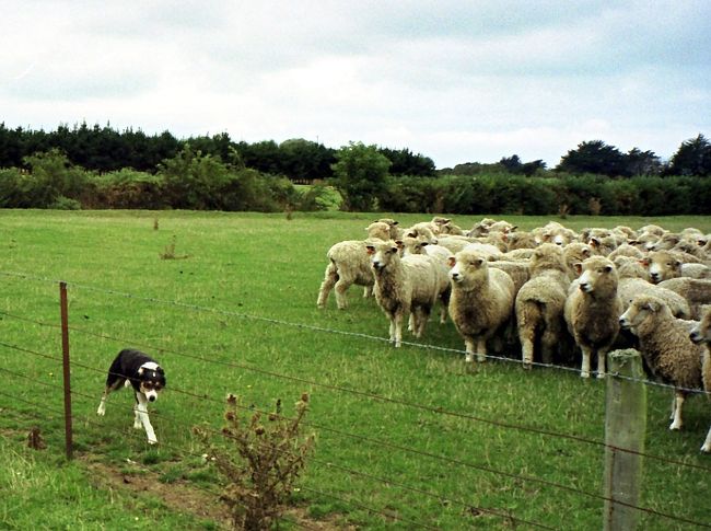 マウントクックではお天気に恵まれなかったこともあって印象が薄くなってしまったこのニュージーランド旅行で、一番心に残ったのは牧羊犬の活躍する牧場訪問でした。<br />初めて牧羊犬の働きぶりを見たのですが、映画ベイブの世界そのままの聡明で俊敏・忠実な牧羊犬に感動し、帰国後も暫くは可愛い羊たちと牧羊犬のことが忘れられない日々を過ごすことになったのでした。<br />