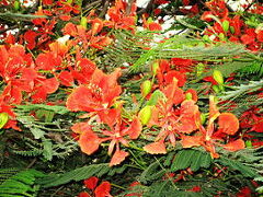 Pakistan  カラチのトロピカルな花たち 　  ～ミツバチばあやの冒険～