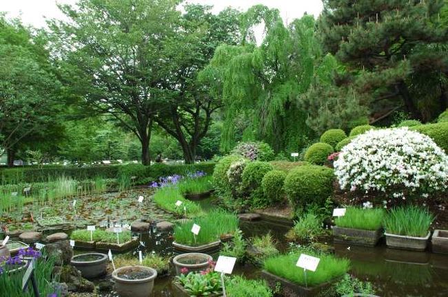 実家からほんの1分のところにある都立薬用植物園。生まれてからの訪問はほんの数回。実家を離れて10数年。<br />出張の合間に帰省したので遠出する時間も無くどこに行こうかと、ふと思いついたのが近所の名所？植物園。カメラを持ってじっくり行くのは初めて。<br />故郷探訪に出発！<br />エリアは立川で登録していますが実際は小平市です。<br />交通は　西武拝島線　「東大和市」駅より徒歩1分<br />ＪＲ立川駅北口バス停から西武バスで「都立薬用植物園前」下車。