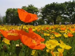 Poppy Garden Museum 2007