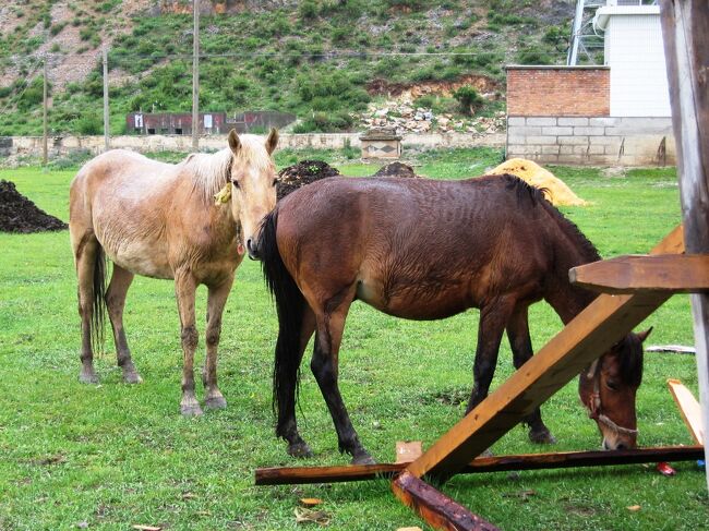 2006秋、中国旅行記9(3/15)：6月23日(1)：雲南省・シャングリラ、ナパハイの草原・湿原