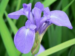 多聞寺のカキツバタ