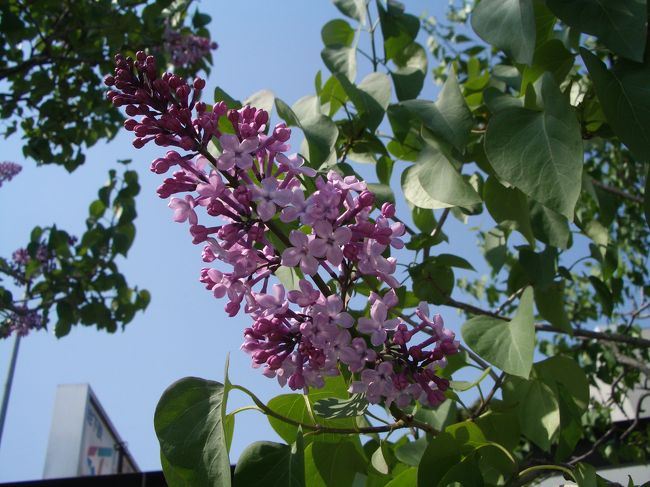 明日５月２３日からライラック祭りが開催される。<br />また、喧騒の中に身を投じ、揉みくちゃになるのは、<br />静内二十間道路桜並木でこりごり。<br />地元の特権をこの時ぞとばかりに行使する。<br />今日の札幌の最高気温、26℃。<br />長閑な春は一足飛びに初夏の陽気。<br />午後から、大通公園に出かけた。<br />が・・・。あれ〜っ！ライラックまだまだじゃないですか。<br />ガッカリ・・・。意気消沈。<br />でも、暑さでテンション上がってきた。<br />さて、「テレビ父さん」（テレビ塔のキャラクターです）<br />から写しますよ。<br />大通2丁目から１１丁目に向かって歩きます。<br />なぜなら、そこから地下鉄で帰るからです。<br />その間、何とか格好のつくライラックを見つけてみましょう。<br /><br /><br /><br />