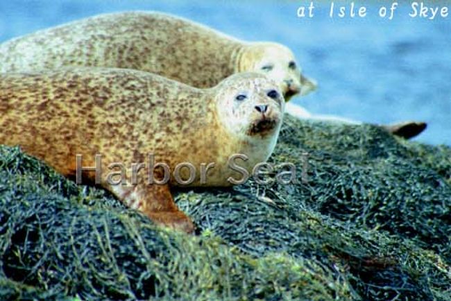 普通、イギリスという国で、動物の撮影というイメージは浮かばないと思いますが、スコットランドの島々は知る人ぞ知る海獣類や海鳥たちの天国！<br />ヨーロッパの大自然を満喫し、そこに暮らす動物や鳥たちを追うためにシェットランド諸島とスカイ島を訪れてみました。<br />ボートクルーズやバードウォッチングでサファリして撮ったヨーロッパの仲間たち…<br />そのときの写真を、当方のホームページ「アニマル・ワールド」で公開中！<br />アドレス http://animalworld.starfree.jp/ からトップページを開いて、“世界の動物たち”をクリック、世界地図上の⑨または、右ウィンドウのスコットランドをクリックしてスコットランドのページを開いてお楽しみください。<br /><br />この旅行記では主に、スカイ島の自然や街の景観など現地の状況をリポートしてます！<br /><br />