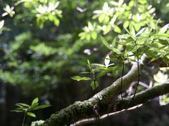 緑溢れる屋久島３