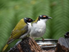 オーストラリアの鳥達シリーズ！