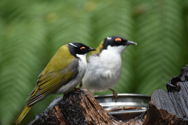 オーストラリアの野鳥を、紹介していきます。ツアー中に見かけた野鳥の数々。