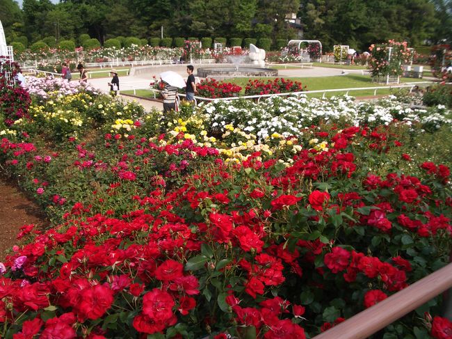 伊奈バラ園に行って来ました！<br />伊奈のバラ園は、埼玉県内で最大級のバラ園だそうです。<br />美しいバラの花が多種類あって、美しさの競演、シンフォニーが奏でられているようでした♪<br /><br />満開を過ぎてしまっている花が沢山あったので、もう少し早めに行った方が良かったようです。