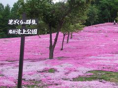 滝上の芝桜